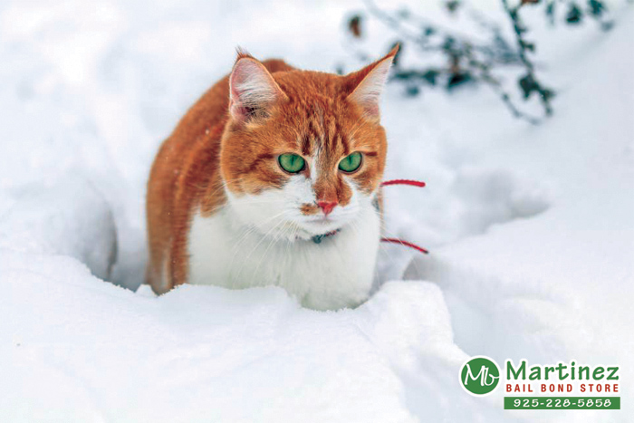 Keep Your Pets Healthy And Warm This Winter