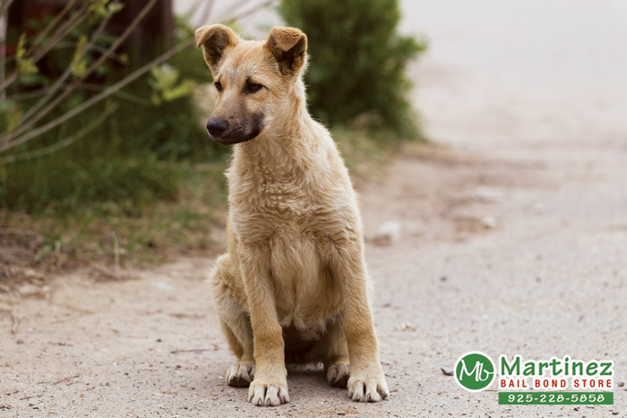 What To Do About Stray Animals